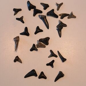Fossilized Sharks Teeth 25